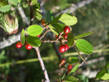 Fruits en formes de drupes rouges puis devenant noires quand elles sont mures. Agrandir dans une nouvelle fenêtre (ou onglet)